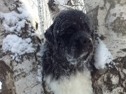 Превью фото № 144534