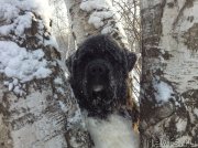 Превью фото № 144536