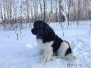 Превью фото № 144537