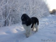 Превью фото № 144540