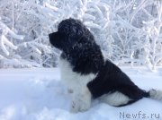 Превью фото № 144541