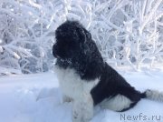 Превью фото № 144542