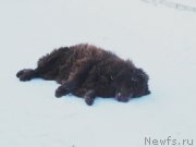 Превью фото № 144547