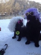 Превью фото № 144558