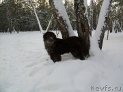 Превью фото № 144602