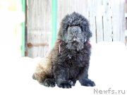 Превью фото № 144781