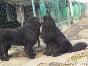 Превью фото № 144801