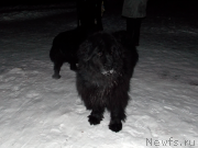 Превью фото № 144818