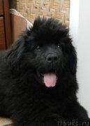 Превью фото № 144835