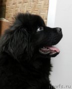 Превью фото № 144837