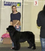 Превью фото № 144922