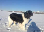 Превью фото № 145005