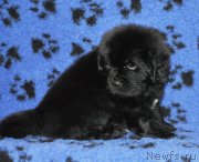 Превью фото № 145008