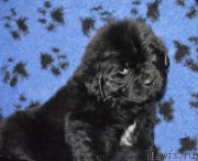 Превью фото № 145012