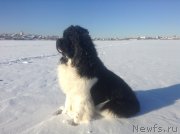 Превью фото № 145013