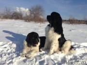 Превью фото № 145037