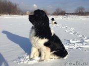 Превью фото № 145042