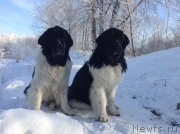 Превью фото № 145049