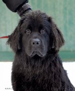 Превью фото № 145071