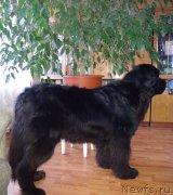 Превью фото № 145076