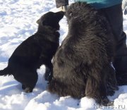 Превью фото № 145092