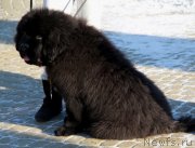 Превью фото № 145166