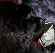 Превью фото № 145174