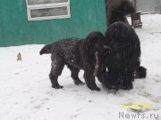 Превью фото № 145181