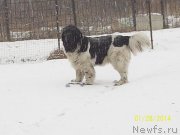 Превью фото № 145185