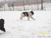 Превью фото № 145188