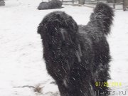 Превью фото № 145192