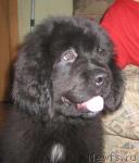 Превью фото № 1453