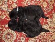 Превью фото № 145303