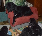 Превью фото № 145375