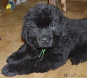 Превью фото № 145383