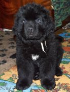 Превью фото № 145390