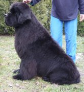 Превью фото № 145400