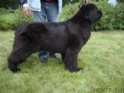 Превью фото № 145401