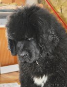 Превью фото № 145465