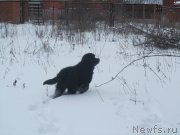 Превью фото № 145471