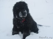 Превью фото № 145474