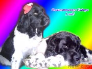 Превью фото № 145478