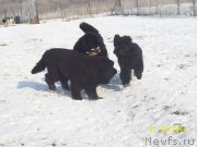 Превью фото № 145483