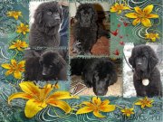 Превью фото № 145494