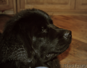 Превью фото № 145547