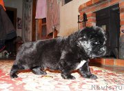 Превью фото № 145551