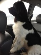 Превью фото № 145640