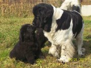 Превью фото № 145740