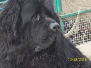 Превью фото № 145742