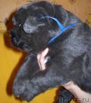 Превью фото № 14575